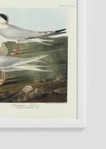 Zbliżenie na detale plakatu oprawionego w drewnianą białą ramkę od Plakatello®: Rybitwy John James Audubon Birds of America