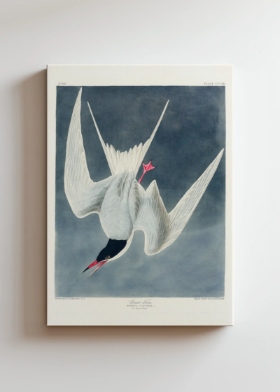 Rybitwa długosterna John James Audubon ptaki obraz na płótnie