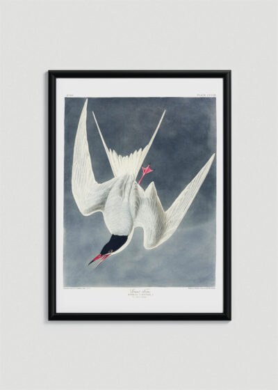 Plakat oprawiony w drewnianą brązową ramkę Vintage Italia: Rybitwa długosterna John James Audubon ptaki