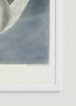 Zdjęcie produktu: Plakat Rybitwa długosterna John James Audubon ptaki