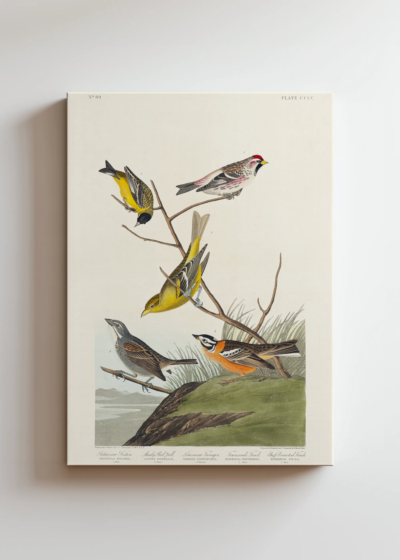 ptaki Ameryki John James Audubon vintage obraz na płótnie