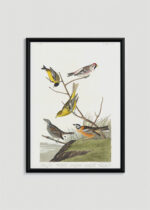Plakat w drewnianej czarnej ramce: ptaki Ameryki John James Audubon vintage