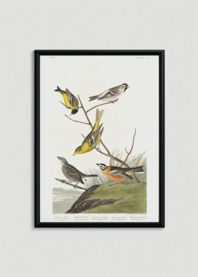 Plakat w drewnianej czarnej ramce: ptaki Ameryki John James Audubon vintage