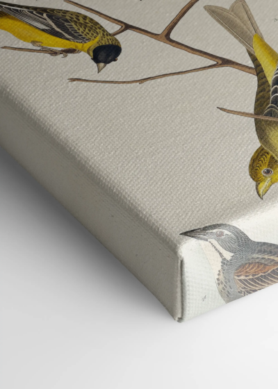 ptaki Ameryki John James Audubon vintage obraz na płótnie