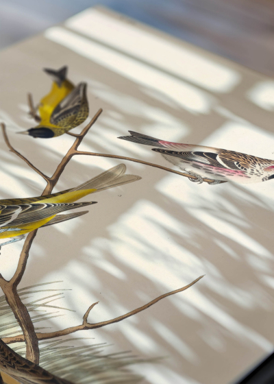 Zbliżenie na detale plakatu: ptaki Ameryki John James Audubon vintage
