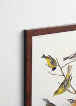 Plakat oprawiony w drewnianą brązową ramkę Vintage Italia: ptaki Ameryki John James Audubon vintage