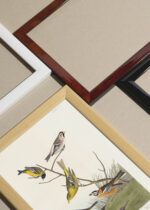 Widok z góry na cztery drewniane ramki, w jednej z nich oprawiony plakat ptaki Ameryki John James Audubon vintage