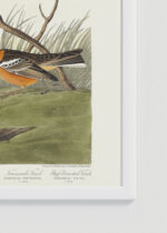 Zbliżenie na detale plakatu oprawionego w drewnianą białą ramkę od Plakatello®: ptaki Ameryki John James Audubon vintage