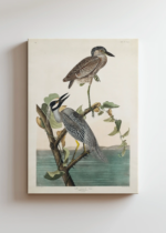 czapla żółtokorona Audubon Birds of America obraz na płótnie