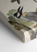 czapla żółtokorona Audubon Birds of America obraz na płótnie