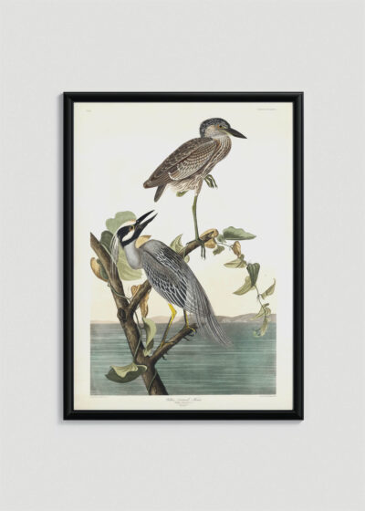 Plakat w drewnianej czarnej ramce: czapla żółtokorona Audubon Birds of America