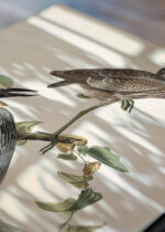 Zbliżenie na detale plakatu: czapla żółtokorona Audubon Birds of America