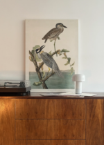 czapla żółtokorona Audubon Birds of America obraz na płótnie