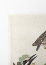 czapla żółtokorona Audubon Birds of America obraz na płótnie