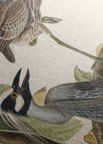 czapla żółtokorona Audubon Birds of America obraz na płótnie