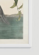 Zbliżenie na detale plakatu oprawionego w drewnianą białą ramkę od Plakatello®: czapla żółtokorona Audubon Birds of America