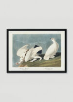Plakat w drewnianej czarnej ramce: Pardwy amerykańskie John James Audubon vintage