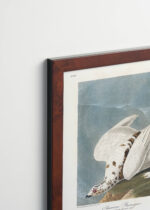 Plakat oprawiony w drewnianą brązową ramkę Vintage Italia: Pardwy amerykańskie John James Audubon vintage