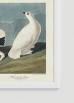 Zbliżenie na detale plakatu oprawionego w drewnianą białą ramkę od Plakatello®: Pardwy amerykańskie John James Audubon vintage