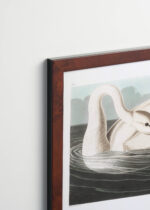 Plakat oprawiony w drewnianą brązową ramkę Vintage Italia: Łabędź trębacz John James Audubon vintage