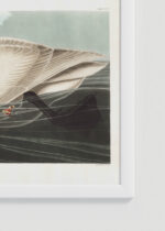 Zbliżenie na detale plakatu oprawionego w drewnianą białą ramkę od Plakatello®: Łabędź trębacz John James Audubon vintage