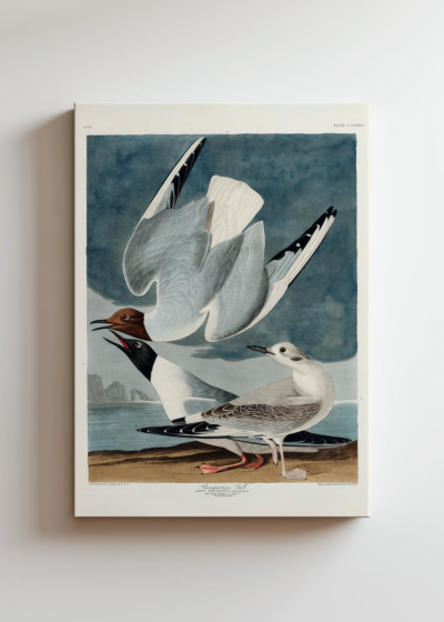 Mewy Bonapartego John James Audubon vintage obraz na płótnie