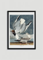 Plakat oprawiony w drewnianą brązową ramkę Vintage Italia: Mewy Bonapartego John James Audubon vintage