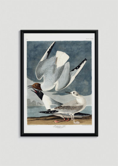Plakat oprawiony w drewnianą brązową ramkę Vintage Italia: Mewy Bonapartego John James Audubon vintage
