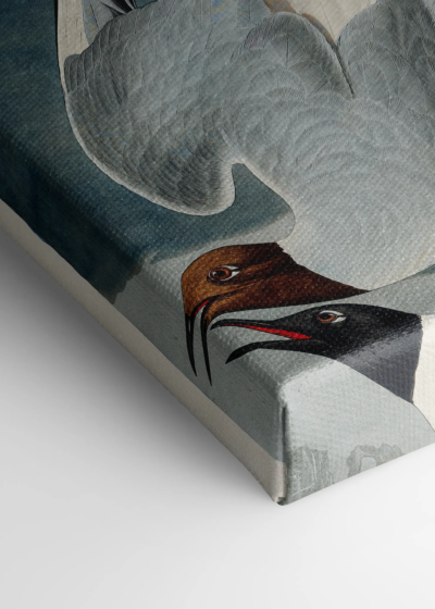Mewy Bonapartego John James Audubon vintage obraz na płótnie