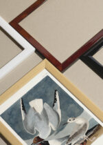 Zbliżenie na detale plakatu oprawionego w drewnianą białą ramkę od Plakatello®: Mewy Bonapartego John James Audubon vintage