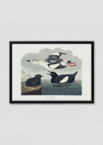 Plakat w drewnianej czarnej ramce: ptaki morskie John James Audubon vintage