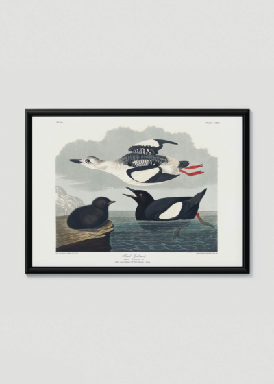 Plakat w drewnianej czarnej ramce: ptaki morskie John James Audubon vintage