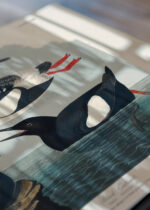 Zbliżenie na detale plakatu: ptaki morskie John James Audubon vintage