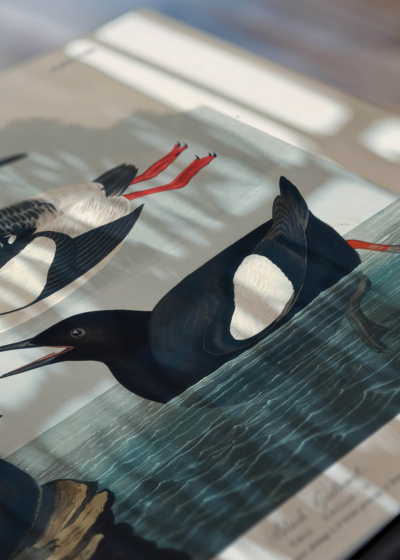 Zbliżenie na detale plakatu: ptaki morskie John James Audubon vintage