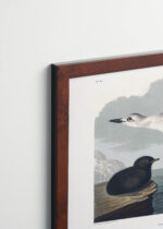 Plakat oprawiony w drewnianą brązową ramkę Vintage Italia: ptaki morskie John James Audubon vintage