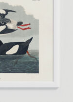 Zbliżenie na detale plakatu oprawionego w drewnianą białą ramkę od Plakatello®: ptaki morskie John James Audubon vintage