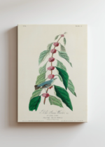 Cerulean Warbler John James Audubon vintage obraz na płótnie