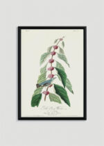 Plakat w drewnianej czarnej ramce: Cerulean Warbler John James Audubon vintage