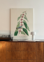 Cerulean Warbler John James Audubon vintage obraz na płótnie
