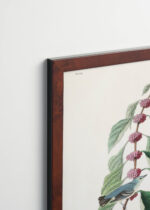 Plakat oprawiony w drewnianą brązową ramkę Vintage Italia: Cerulean Warbler John James Audubon vintage