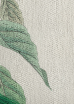 Cerulean Warbler John James Audubon vintage obraz na płótnie