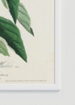 Zbliżenie na detale plakatu oprawionego w drewnianą białą ramkę od Plakatello®: Cerulean Warbler John James Audubon vintage
