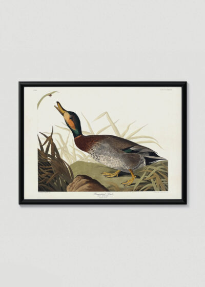 Plakat w drewnianej czarnej ramce: Kaczka Bemakulated John James Audubon