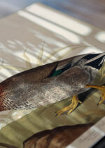 Zbliżenie na detale plakatu: Kaczka Bemakulated John James Audubon