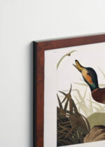 Plakat oprawiony w drewnianą brązową ramkę Vintage Italia: Kaczka Bemakulated John James Audubon