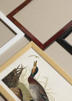Widok z góry na cztery drewniane ramki, w jednej z nich oprawiony plakat Kaczka Bemakulated John James Audubon