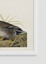 Zbliżenie na detale plakatu oprawionego w drewnianą białą ramkę od Plakatello®: Kaczka Bemakulated John James Audubon