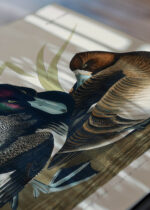 Zbliżenie na detale plakatu: Głuptak Zwyczajny Birds of America Audubon