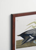 Plakat oprawiony w drewnianą brązową ramkę Vintage Italia: Głuptak Zwyczajny Birds of America Audubon
