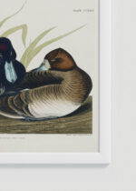 Zbliżenie na detale plakatu oprawionego w drewnianą białą ramkę od Plakatello®: Głuptak Zwyczajny Birds of America Audubon